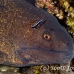 moray_yellowmargin_bhr_tam_h_0089_bal5832.jpg